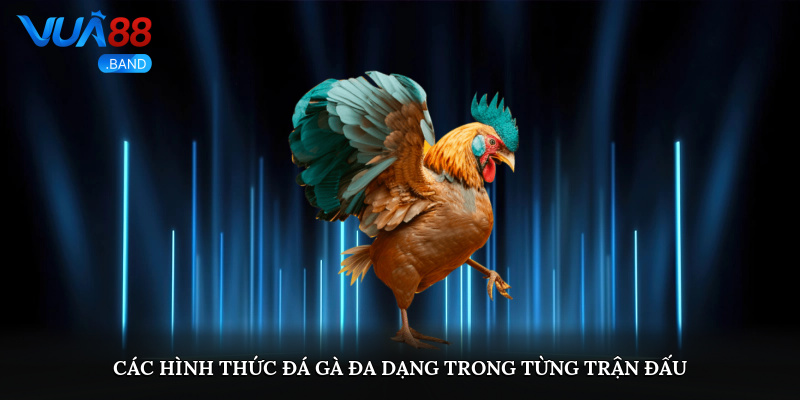 Đá Gà Vua88 – Điểm Đến Lý Tưởng Cho Người Đam Mê Gà Chiến 3 Các hình thức Đá gà tại Vua88 – Sự đa dạng trong từng trận đấu