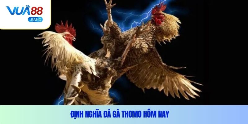 Định nghĩa đá gà thomo hôm nay