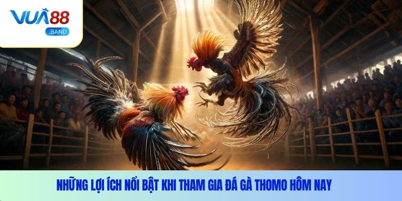 Những lợi ích nổi bật khi tham gia đá gà Thomo hôm nay