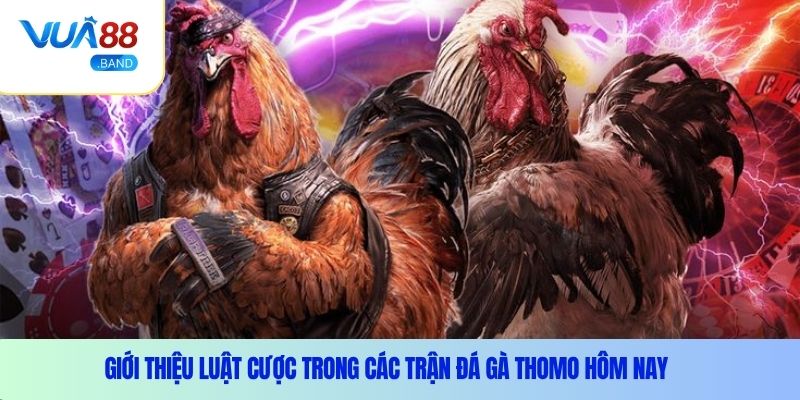 Giới thiệu luật cược trong các trận đá gà Thomo hôm nay