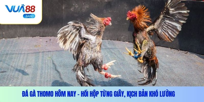 da ga thomo hom nay 4