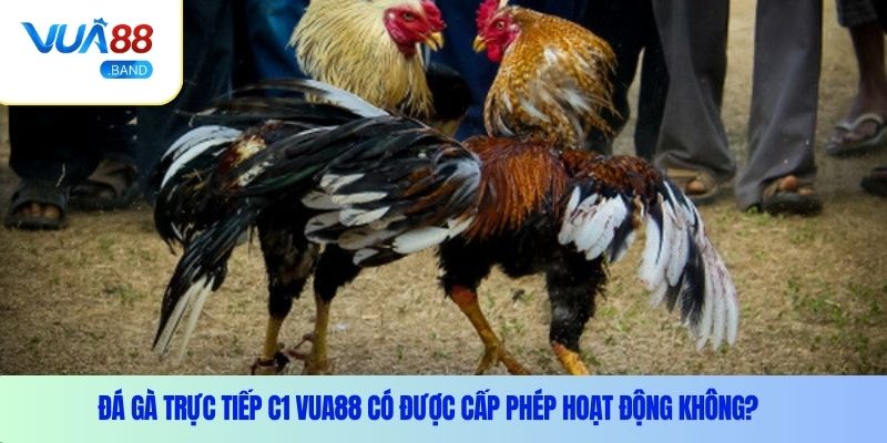 Đá gà trực tiếp C1 Vua88 có được cấp phép hoạt động không?