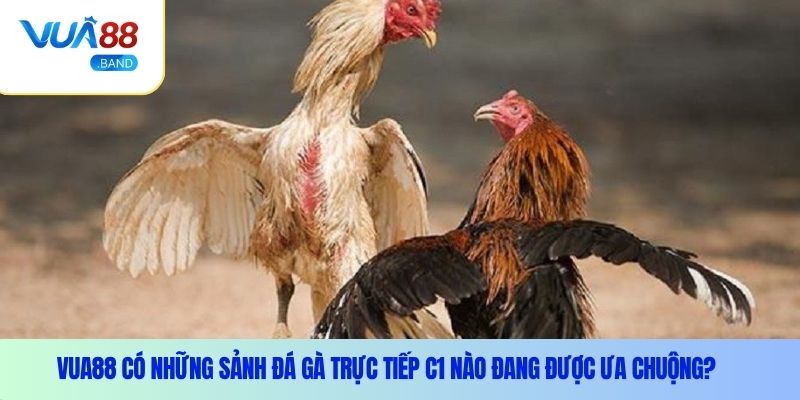 Vua88 có những sảnh đá gà trực tiếp C1 nào đang được ưa chuộng?